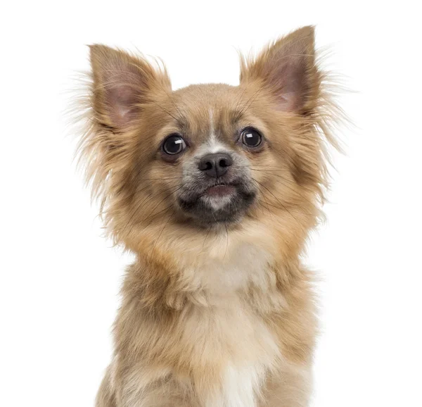 Zbliżenie: Chihuahua, na białym tle — Zdjęcie stockowe