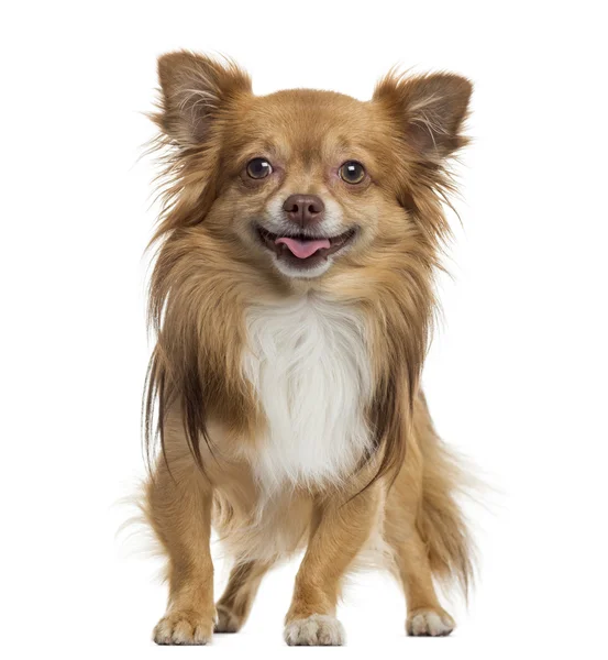 Chihuahua nefes nefese, ayakta, üzerinde beyaz izole