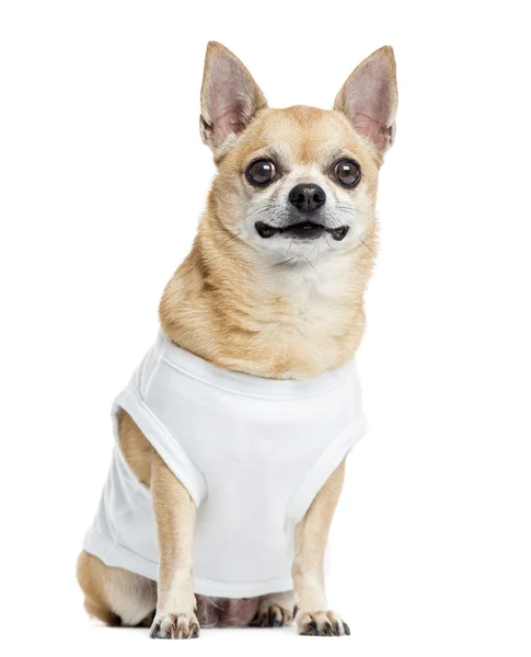 Chihuahua zitten, geïsoleerd op wit gekleed — Stockfoto