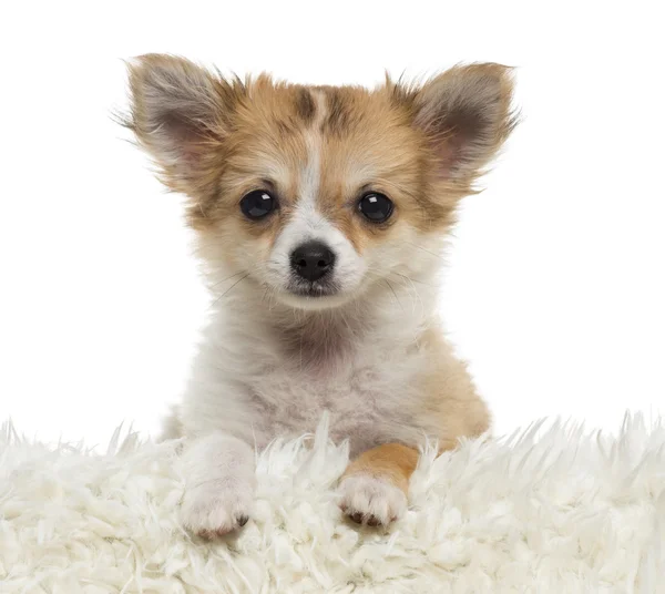 Close up de um cachorro Chihuahua olhando para a câmera, isolado em — Fotografia de Stock