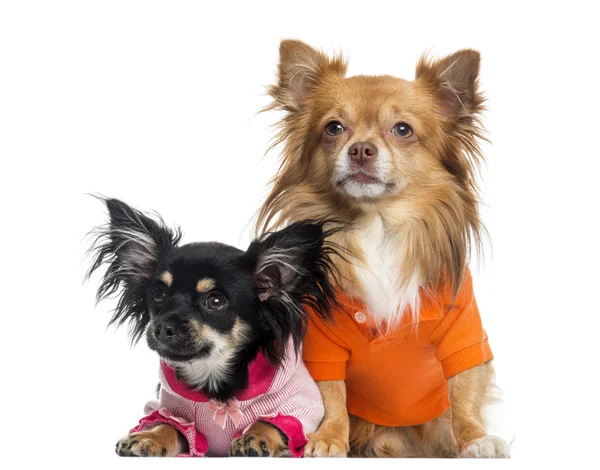 Zwei gekleidete Chihuahuas, isoliert auf weiß — Stockfoto