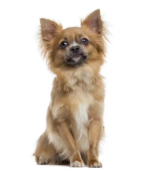 Chihuahua sitting, isolated on white — Stock Photo, Image