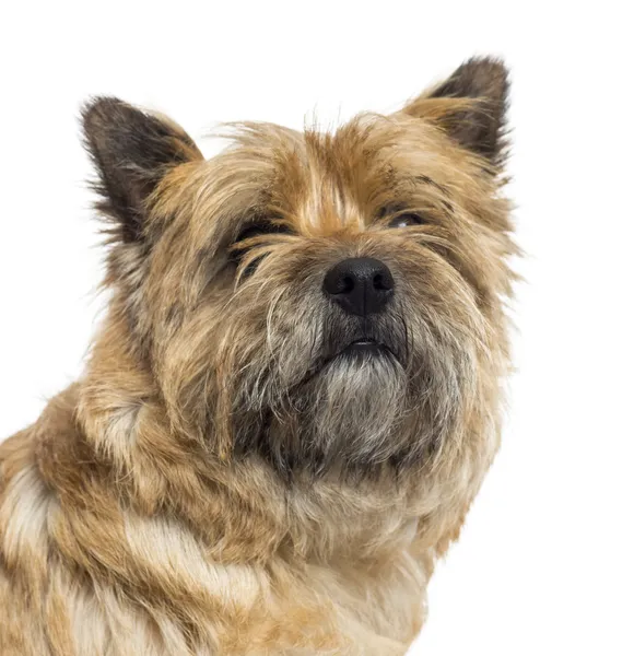 Close up of a Cairn Terrier, isolated on white — Stock Photo, Image