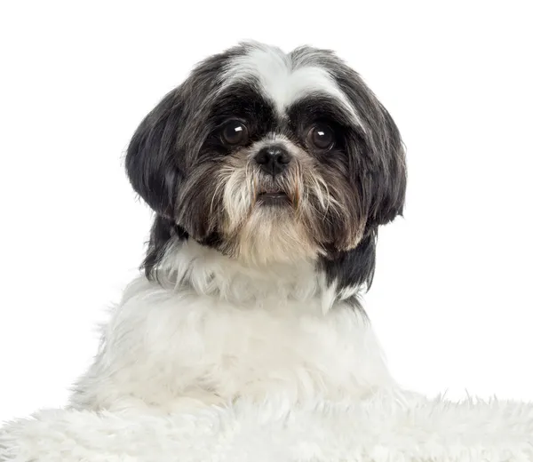 Zblízka shih Tzu, izolované na bílém — Stock fotografie