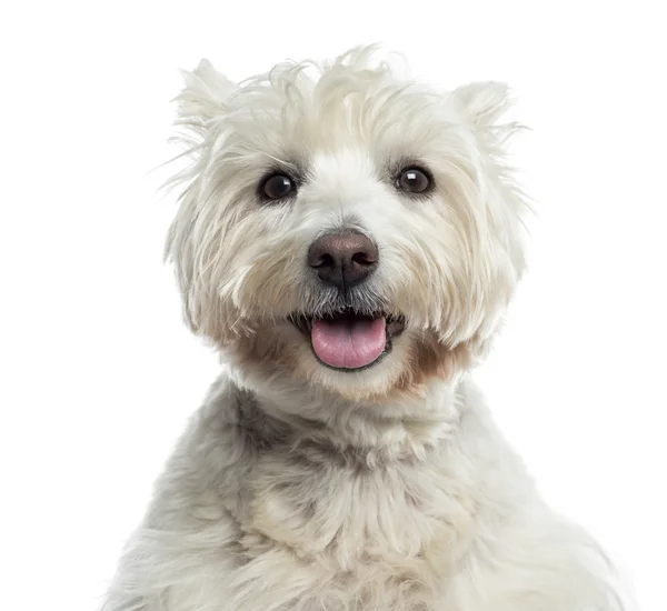 Close-up van een westhighland whiteterrier hijgen, geïsoleerde op whi — Stockfoto