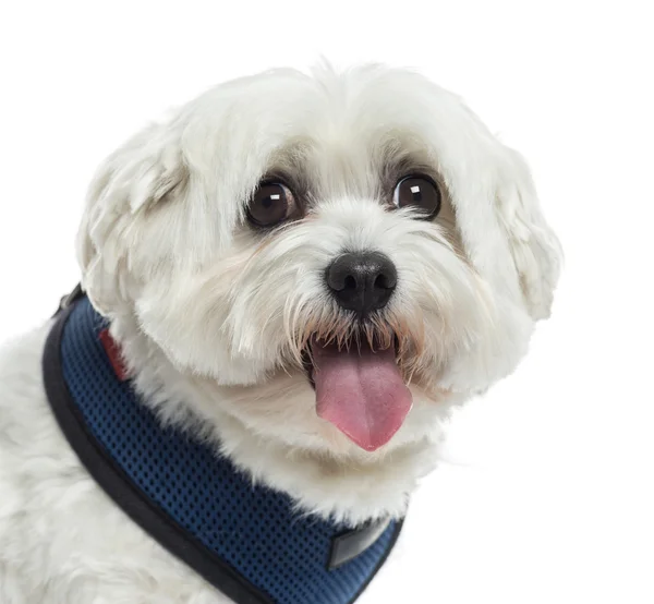 Close up of a Maltese panting, isolated on white — Stock Photo, Image