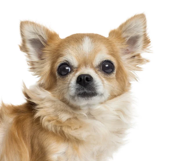 Közeli kép: egy Chihuahua, elszigetelt fehér — Stock Fotó