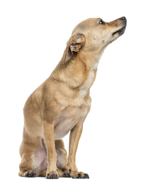 Chihuahua sentado, mirando hacia arriba, aislado en blanco — Foto de Stock