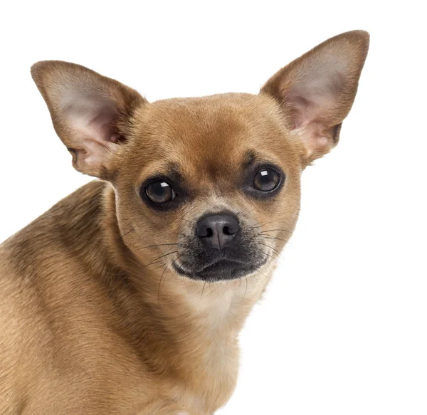 Close up of a Chihuahua looking at the camera, isolated on white — Stock Photo, Image