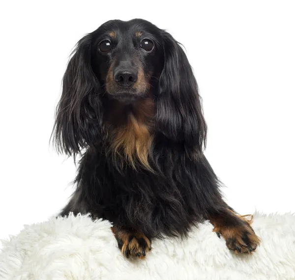 Close-up of a Dachshund, isolated on white — Stock Photo, Image