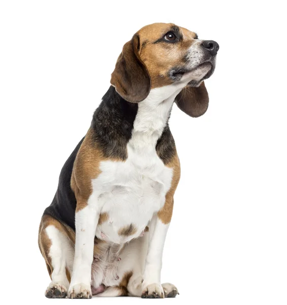 Beagle zitten, op zoek weg, geïsoleerd op wit — Stockfoto