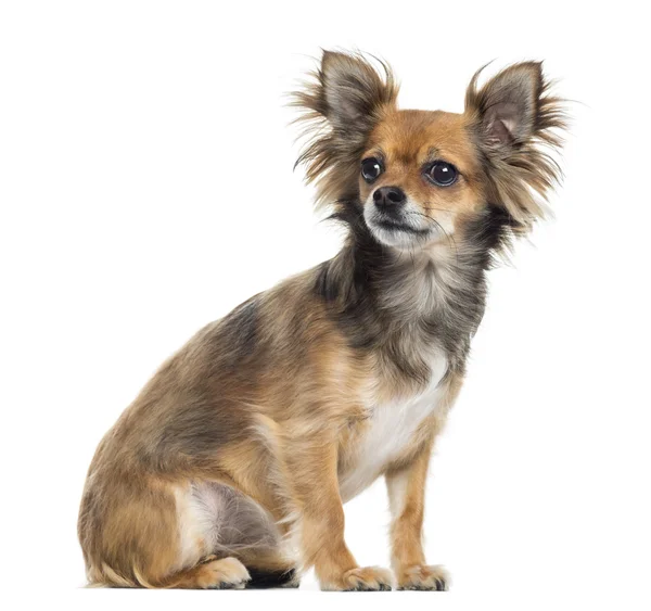 Chihuahua zitten, op zoek weg, geïsoleerd op wit — Stockfoto