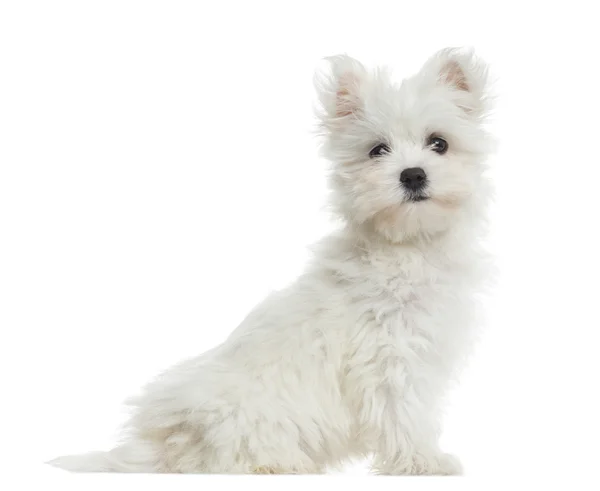 Side view of Maltese puppy sitting, looking at the camera, 2 mon — Stock Photo, Image