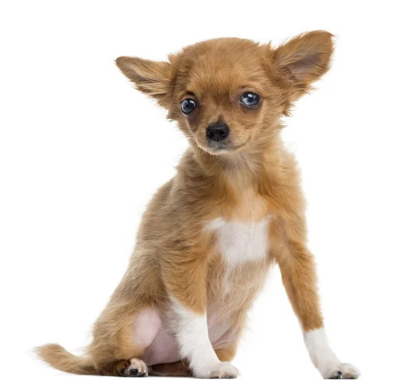 Chihuahua valp sittande, titta på kameran, 4 månader, isolat — Stockfoto