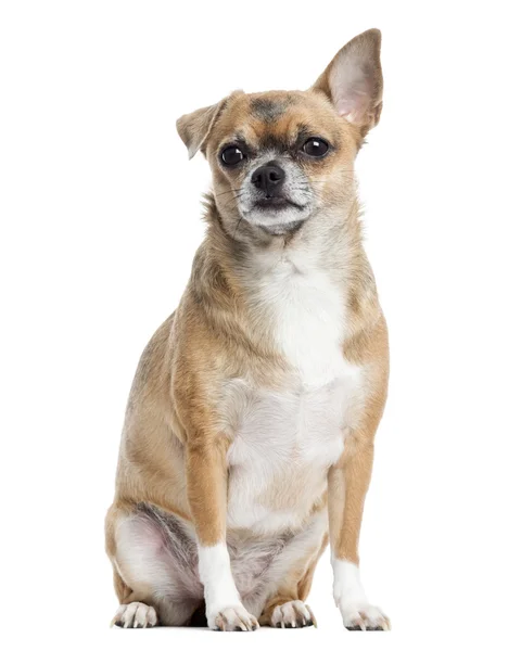 Chihuahua sentado, isolado em branco — Fotografia de Stock