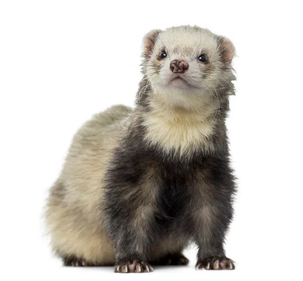 Ferret sitting, facing, isolated on white — Stock Photo, Image