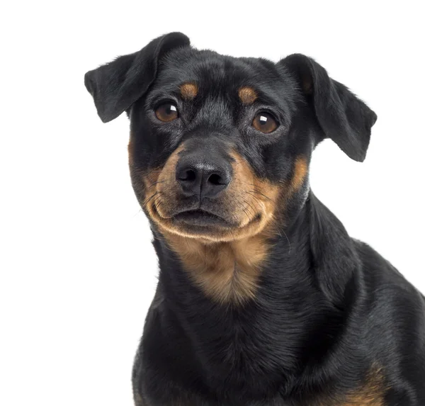 Nahaufnahme eines Pinscher-Jagterrier-Mischlings, isoliert auf wh — Stockfoto