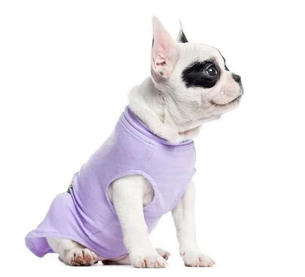 Dressed French Bulldog looking up, isolated on white — Stock Photo, Image