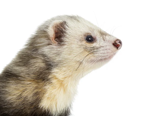 Close-up van een ferret, geïsoleerd op wit — Stockfoto