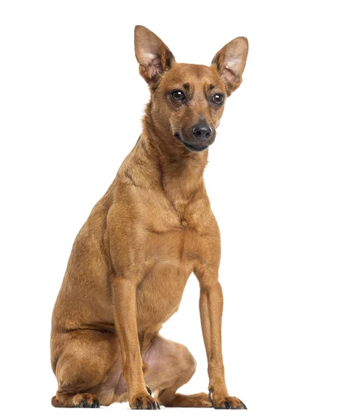 Tyska pinscher sitter, isolerad på vit — Stockfoto