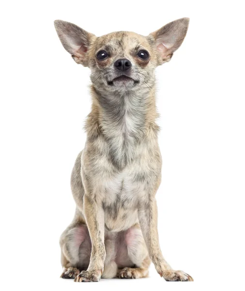 Chihuahua sitter, titta upp, isolerad på vit — Stockfoto