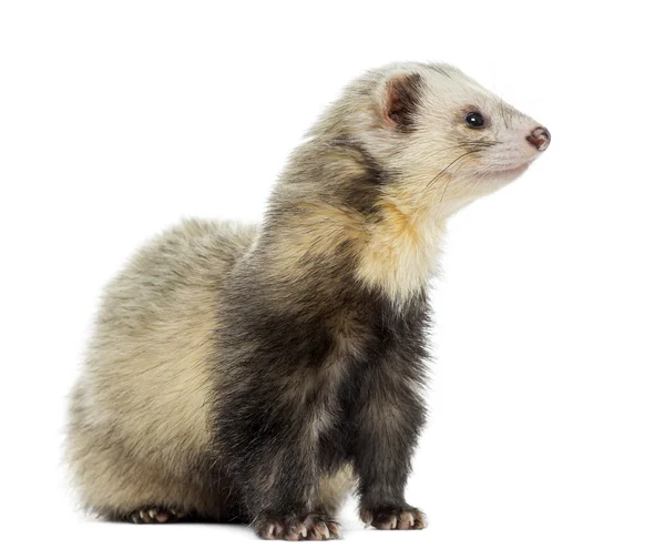 Ferret zitten, op zoek weg, geïsoleerde op wit — Stockfoto