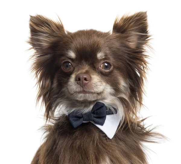 Close up of a Chihuahua wearing a bow tie, isolated on white — Stock Photo, Image