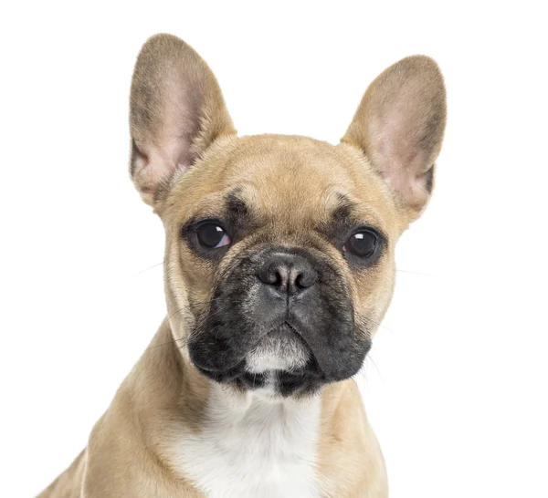 Kamera, isolat arayan Fransız bulldog yavru köpek, ya — Stok fotoğraf