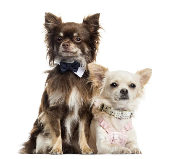 Zwei gekleidete Chihuahuas, isoliert auf weiß — Stockfoto