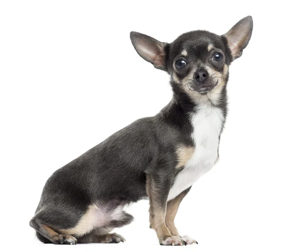 Side view of a Chihuahua, isolated on white — Stock Photo, Image