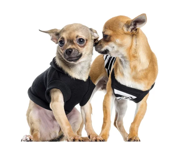 Két öltözött, Chihuahuas, elszigetelt fehér — Stock Fotó