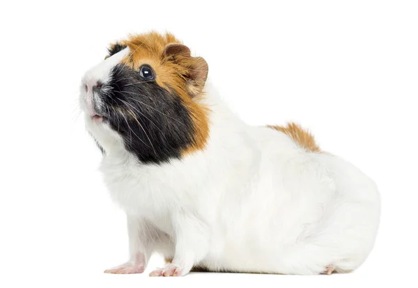 Guinea Pig, isolated on white — Stock Photo, Image