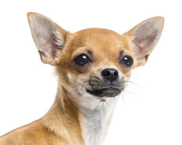 Nahaufnahme eines Chihuahua, isoliert auf weiß — Stockfoto