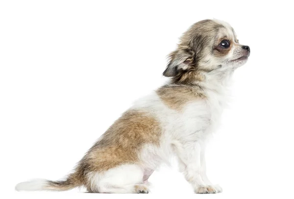 Zijaanzicht van een chihuahua puppy, 5 maanden, geïsoleerd op wit — Stockfoto