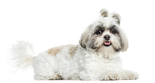 Shih Tzu haletant, couché, isolé sur blanc — Photo