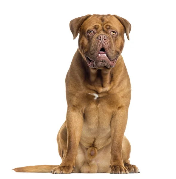 Dogue de Bordeaux seduta e ansimante, isolata su bianco — Foto Stock