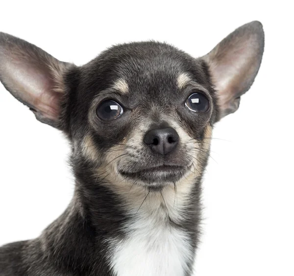 Close-up de um Chihuahua, isolado em branco — Fotografia de Stock