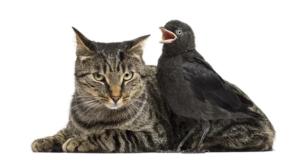 Western Jackdaw tuiteando junto a un gato, aislado en blanco — Foto de Stock