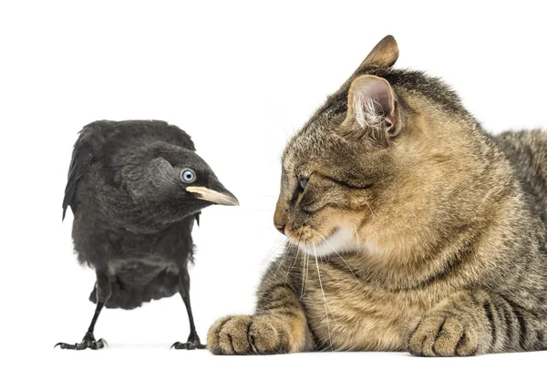 Western Jackdaw and cat looking at each other, isolated on white — Stock Photo, Image
