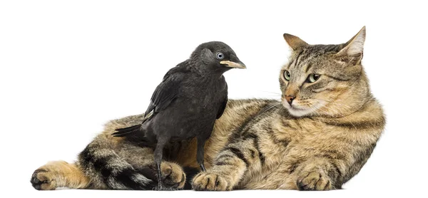 Western Jackdaw mirando a un gato mentiroso, aislado en blanco — Foto de Stock