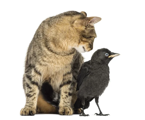 Gato mirando un Western Jackdaw, aislado en blanco —  Fotos de Stock