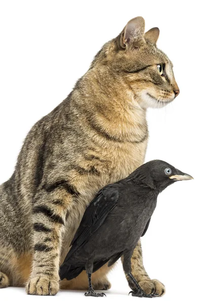 Western Jackdaw in the legs of a cat, isolated on white — Stock Photo, Image
