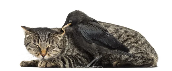 Western Jackdaw picoteando un gato, aislado en blanco —  Fotos de Stock