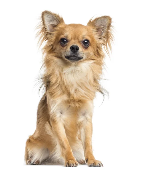 Chihuahua zitten, geïsoleerd op wit — Stockfoto