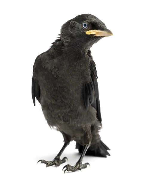 Westliche Dohle, Eurasische Dohle oder Europäische Dohle, Corvus mo — Stockfoto