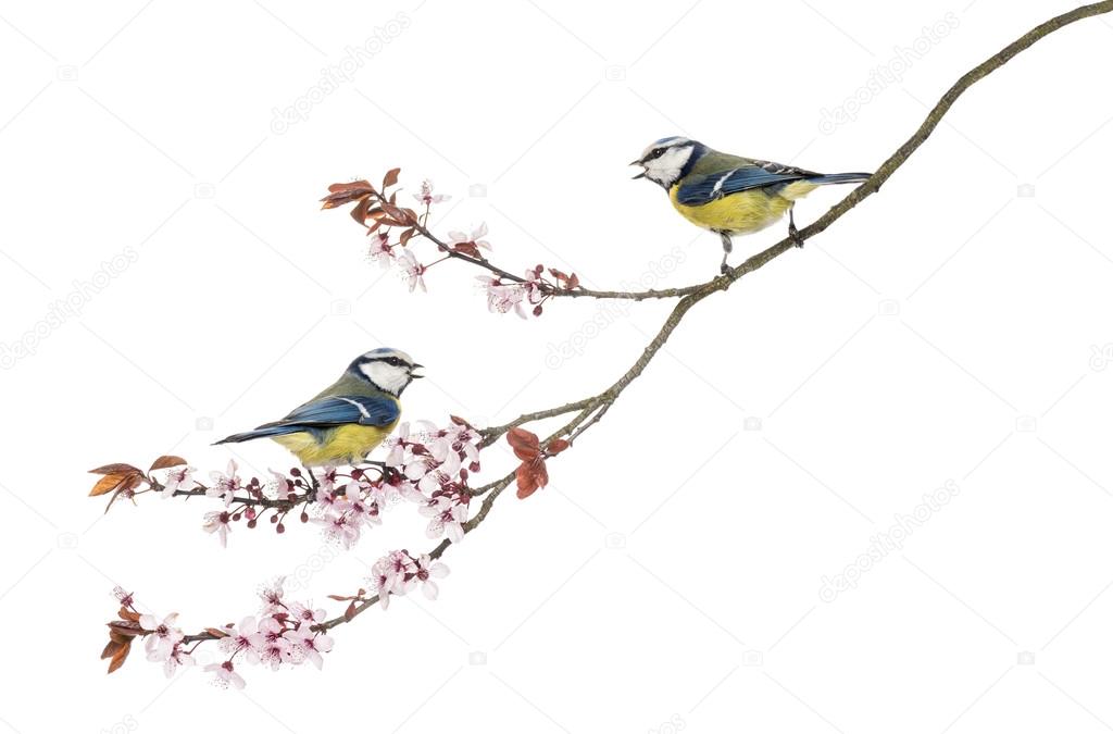 Two Blue Tits whistling on a flowering branch, Cyanistes caerule