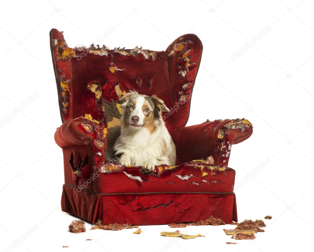 Australian Shepherd puppy, 10 months old, lying on a detroyed armchair