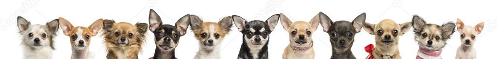 Group of Chihuahuas, isolated on white