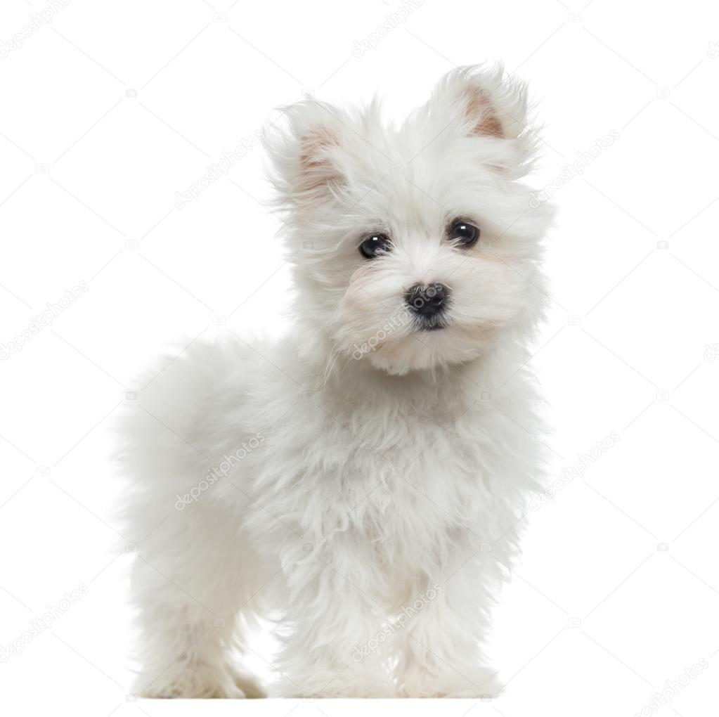 Maltese puppy standing, looking at the camera, 2 months old, iso