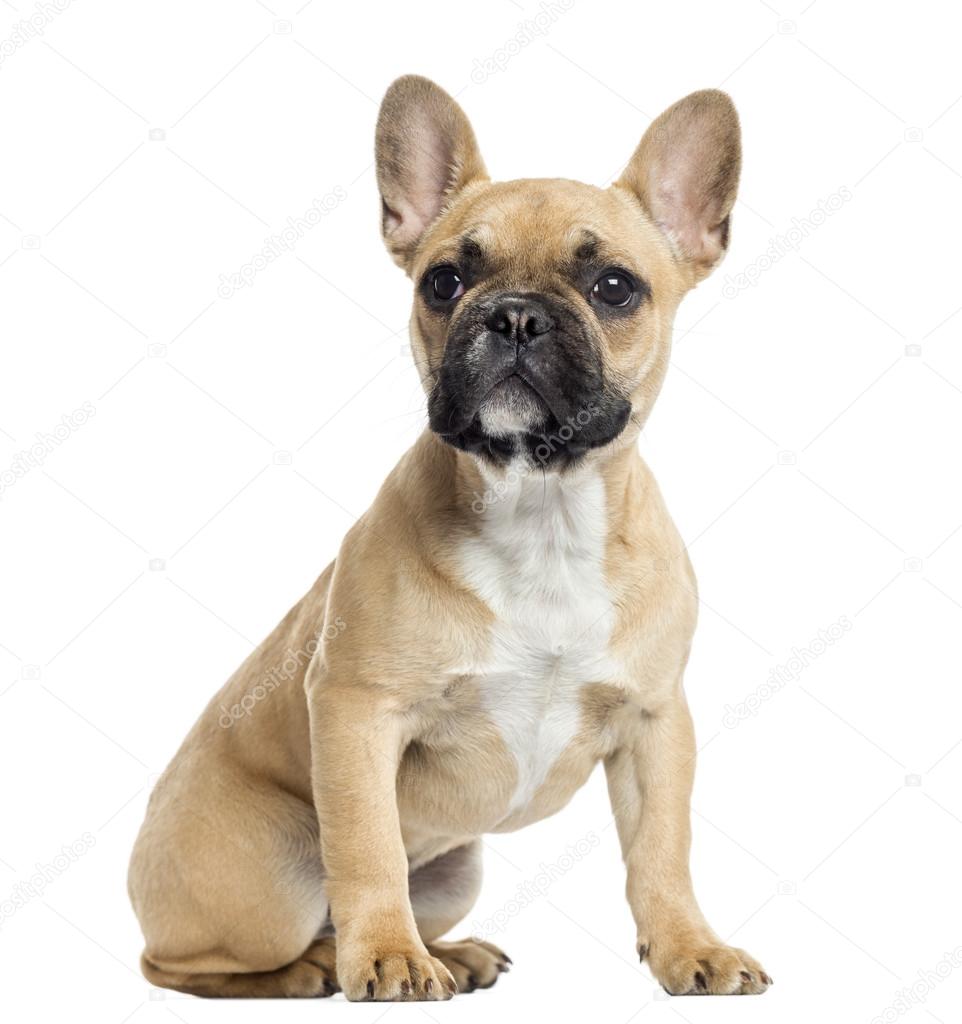 French Bulldog puppy sitting, looking up, isolated on white